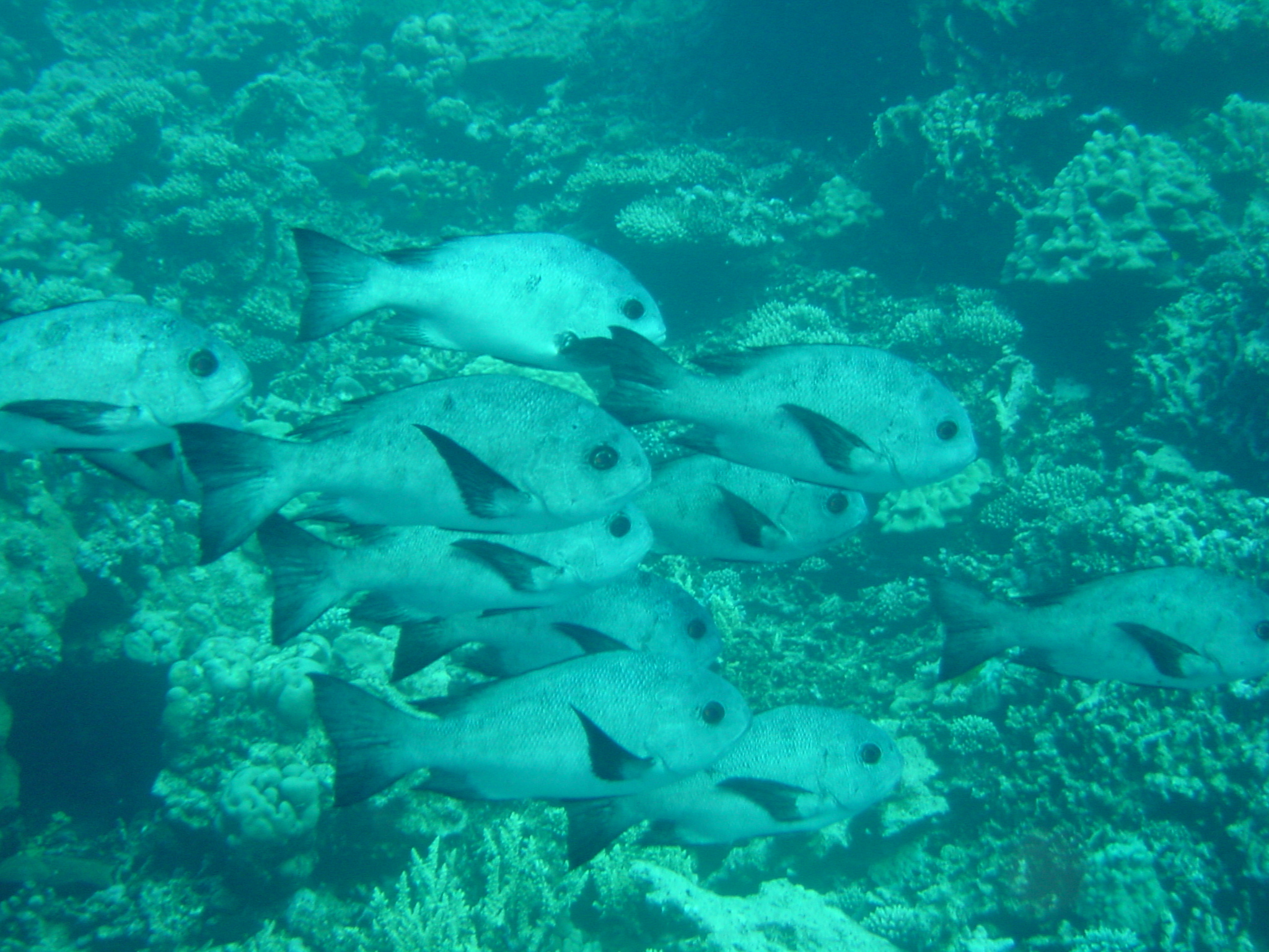 Klicken f�r Bild in voller Aufl�sung