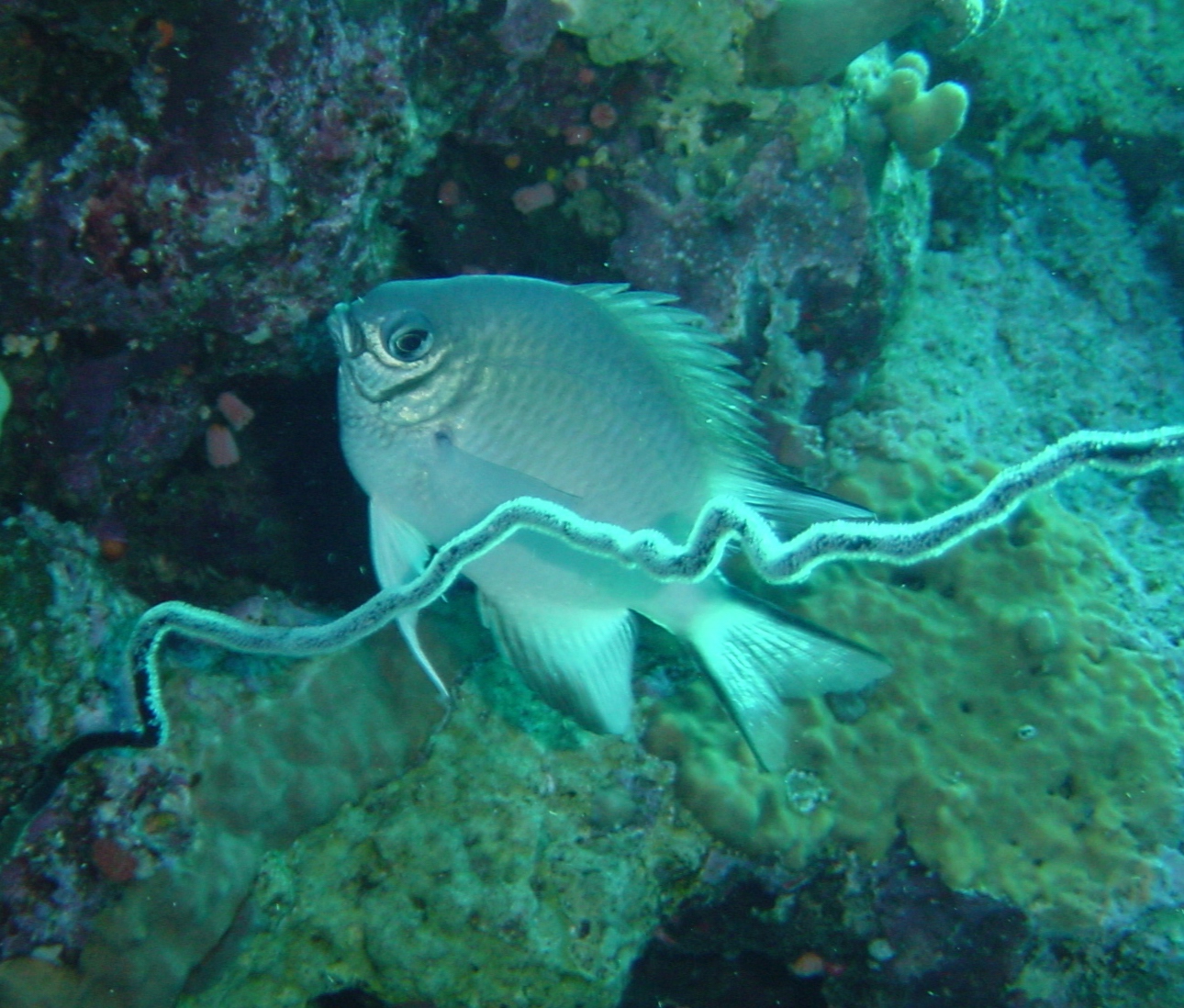 Klicken f�r Bild in voller Aufl�sung