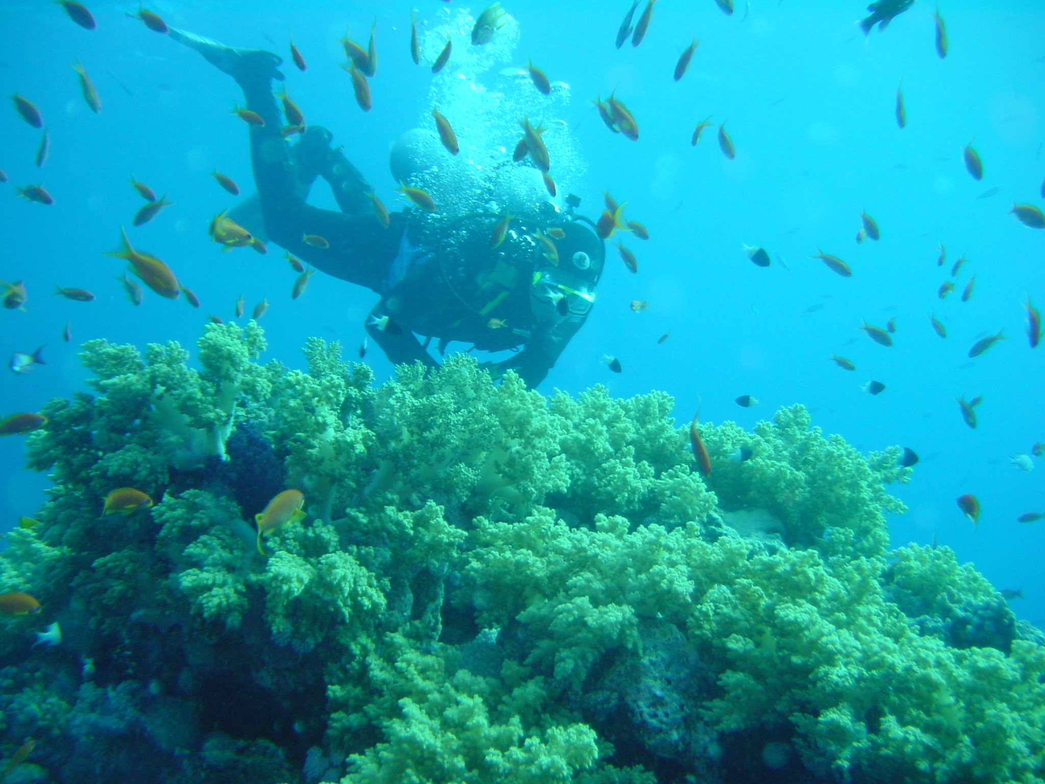 Klicken f�r Bild in voller Aufl�sung