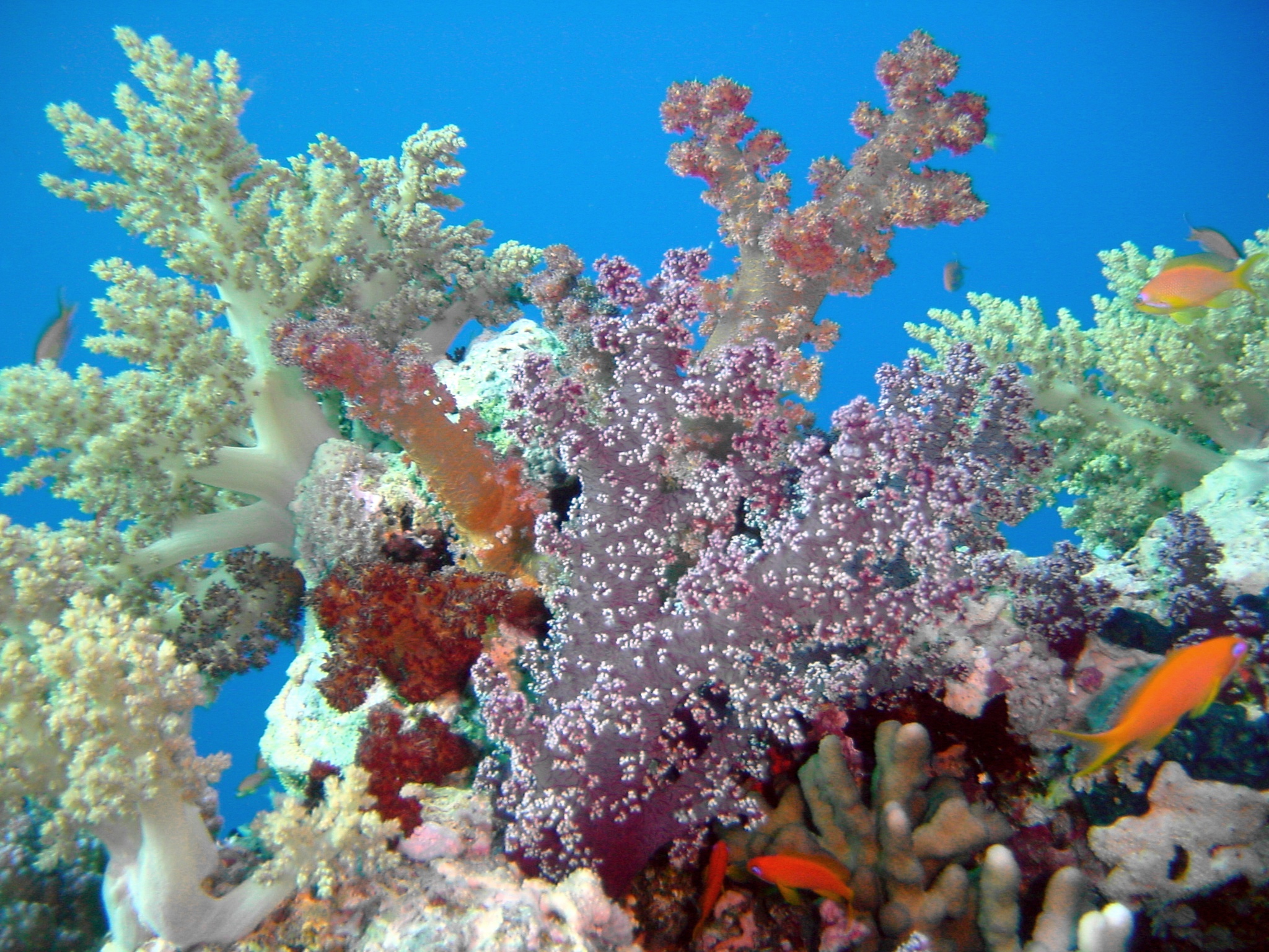 Klicken f�r Bild in voller Aufl�sung