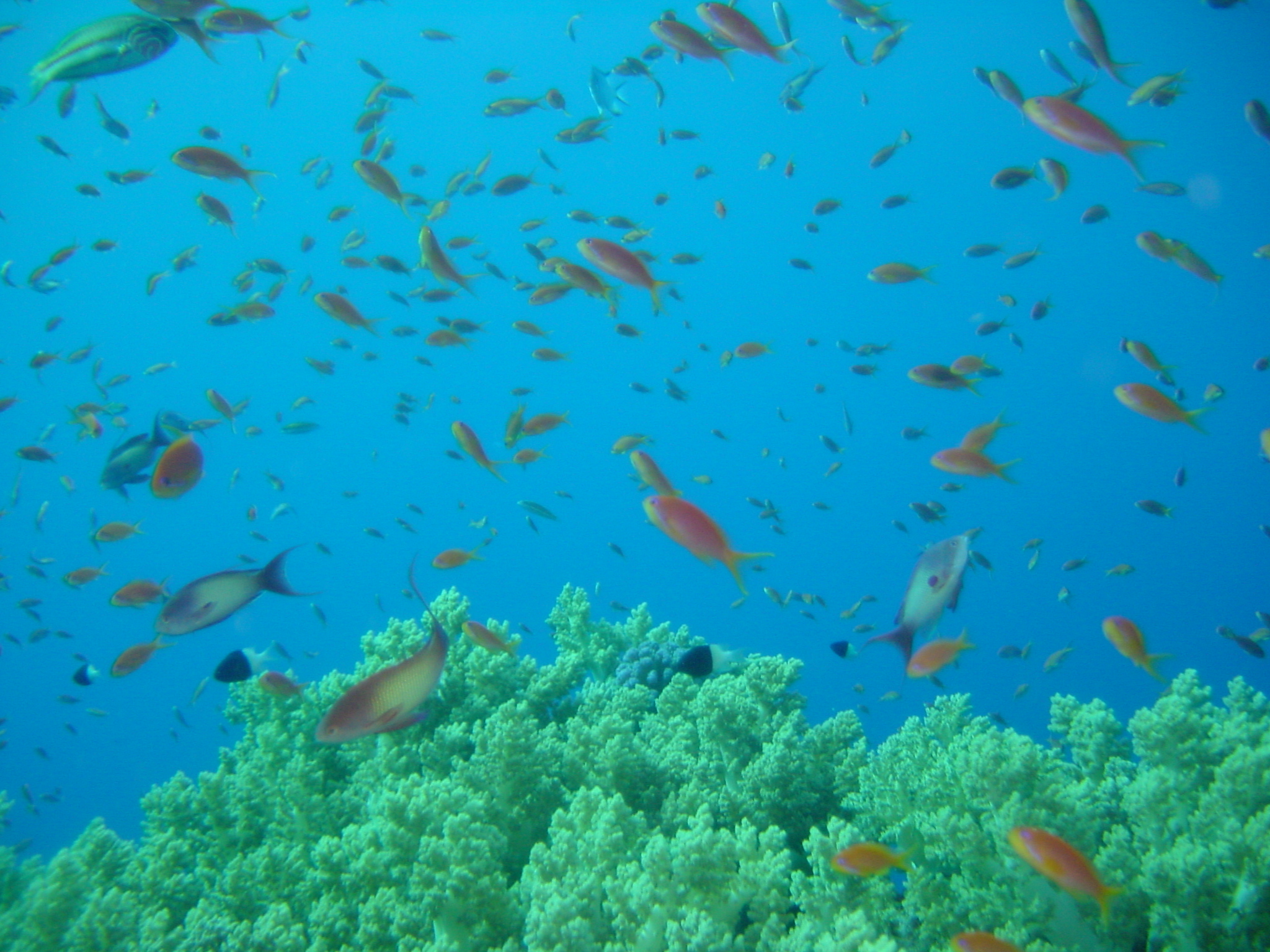 Klicken f�r Bild in voller Aufl�sung