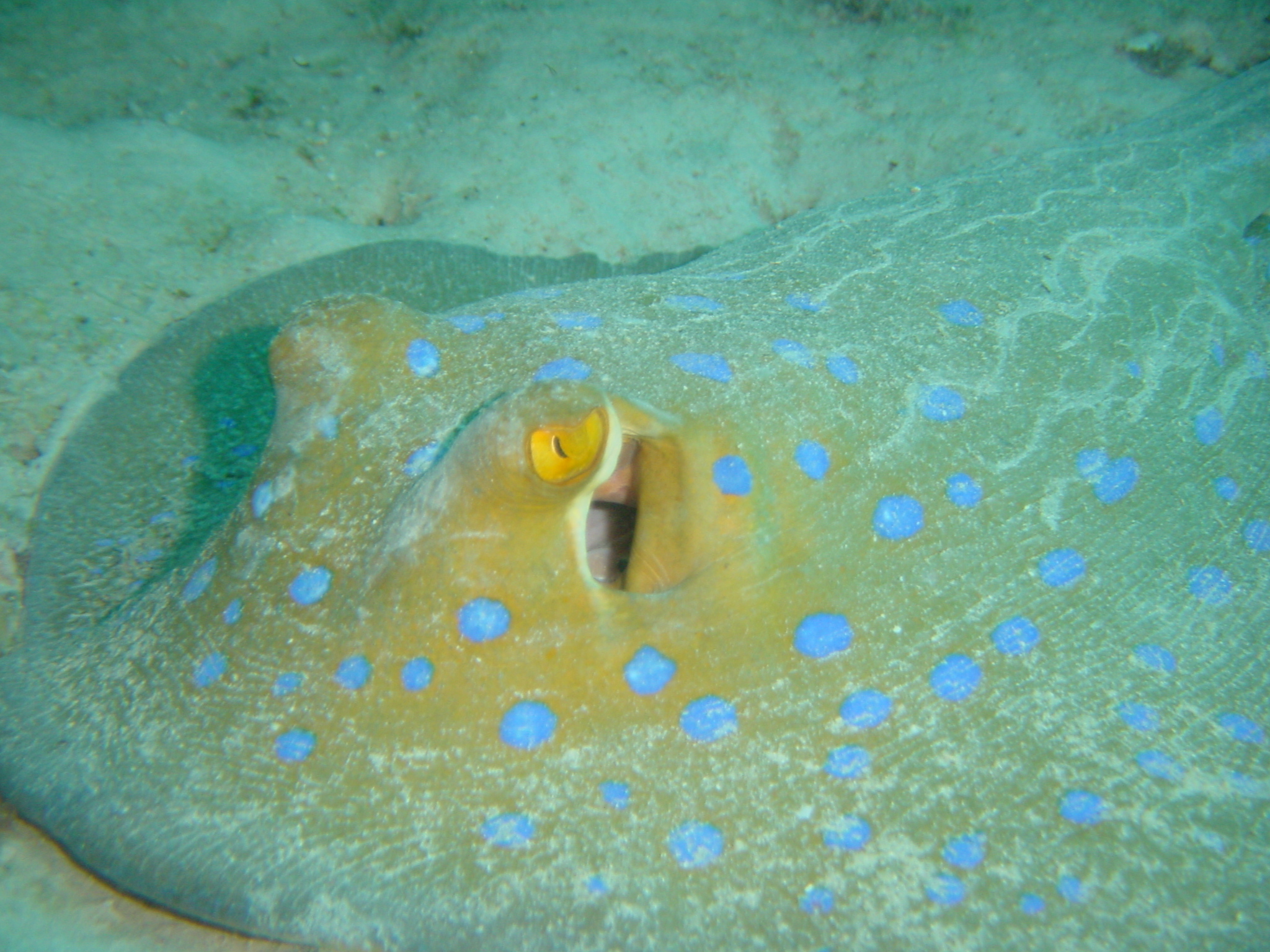 Klicken f�r Bild in voller Aufl�sung