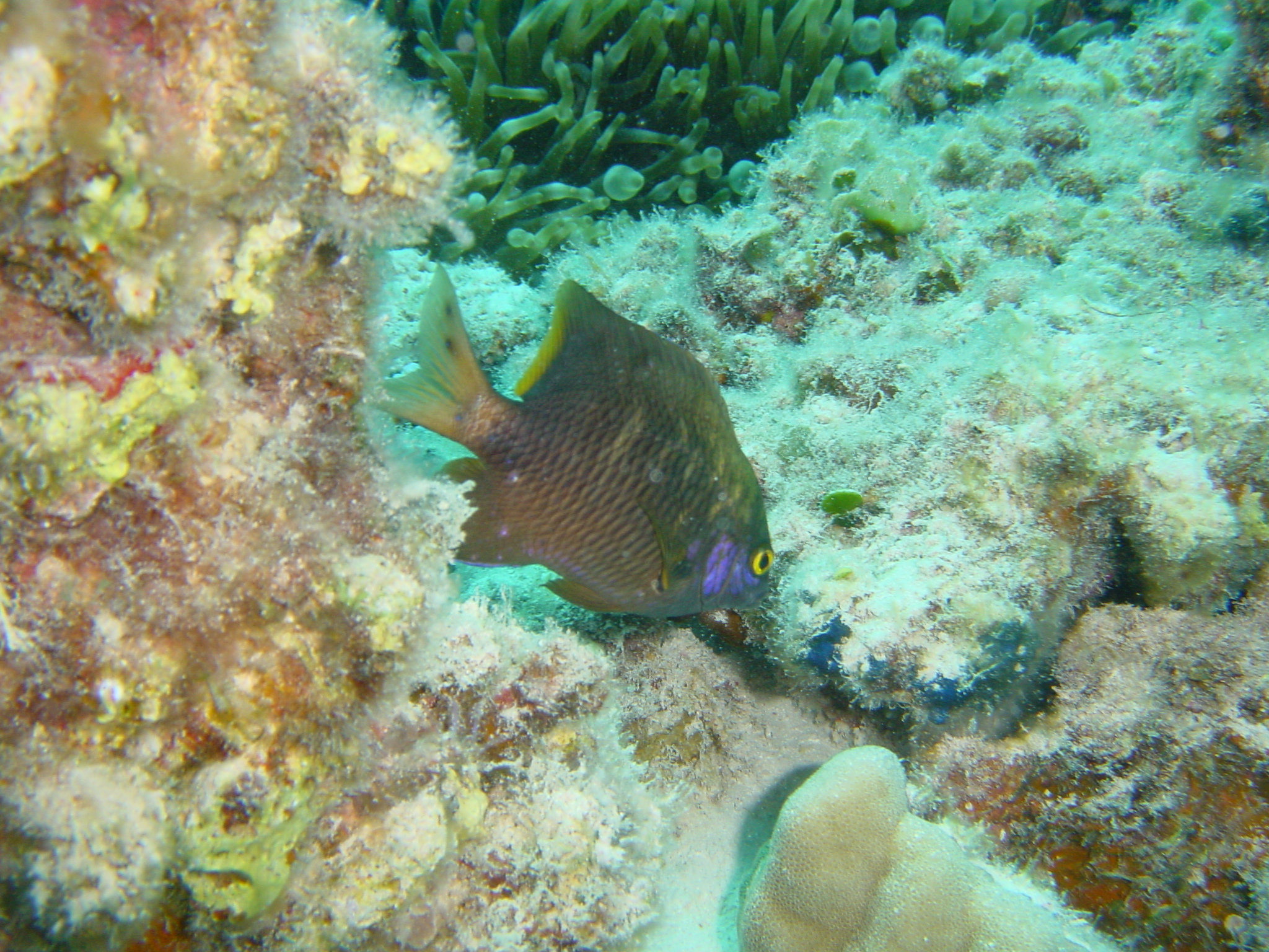 Klicken f�r Bild in voller Aufl�sung