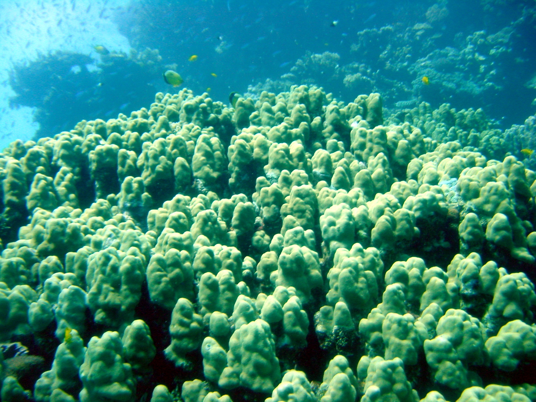 Klicken f�r Bild in voller Aufl�sung