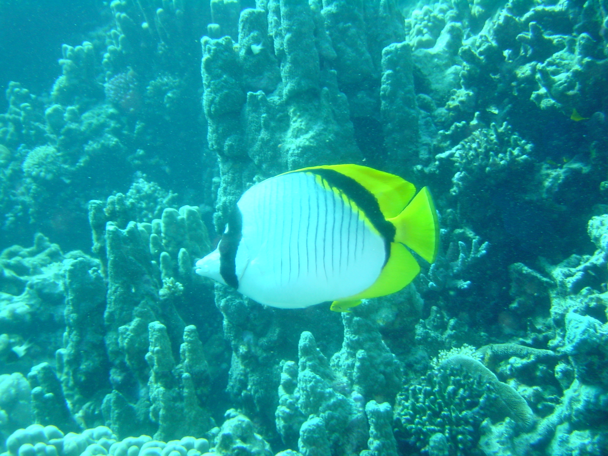 Klicken f�r Bild in voller Aufl�sung