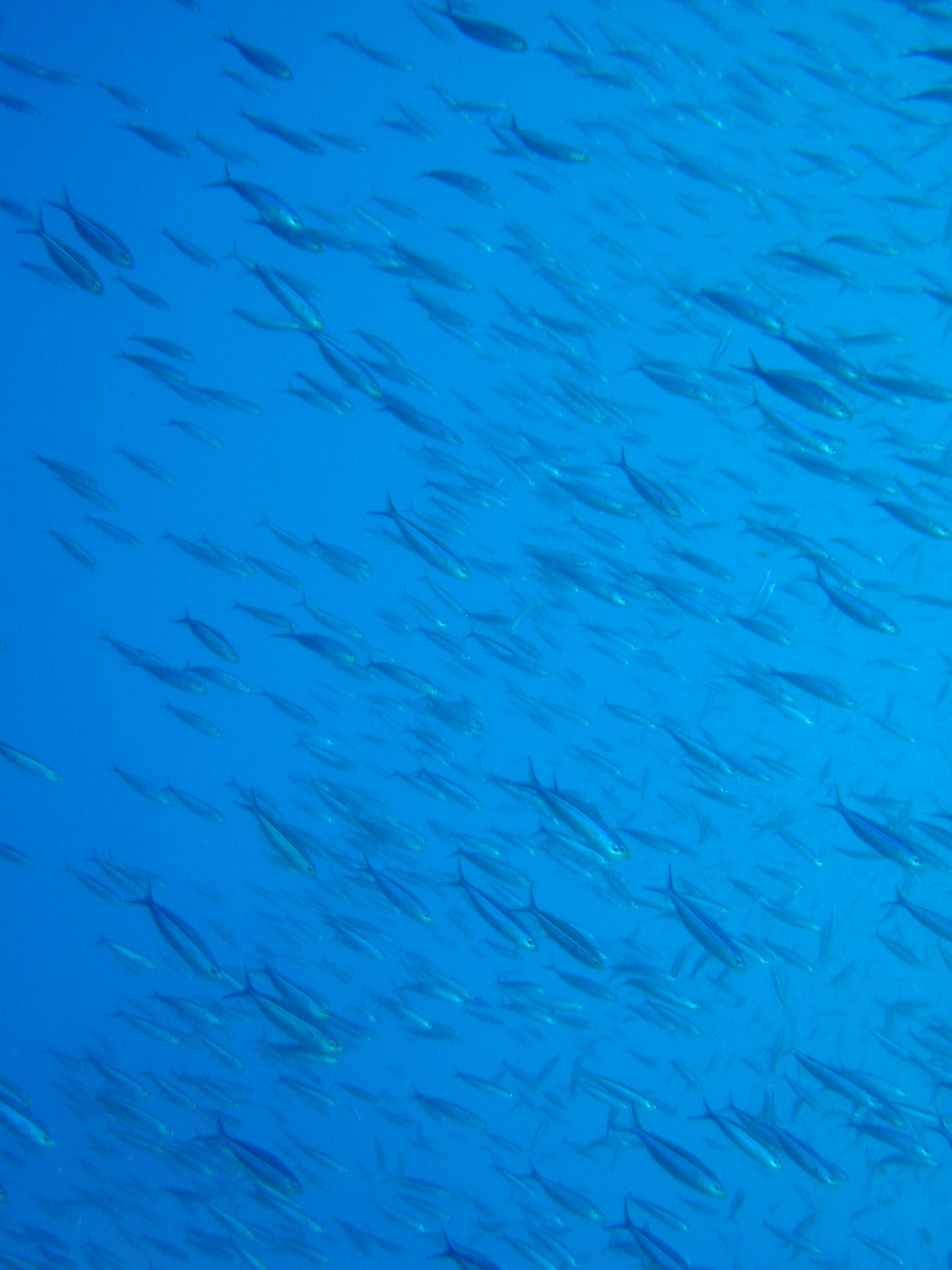 Klicken f�r Bild in voller Aufl�sung