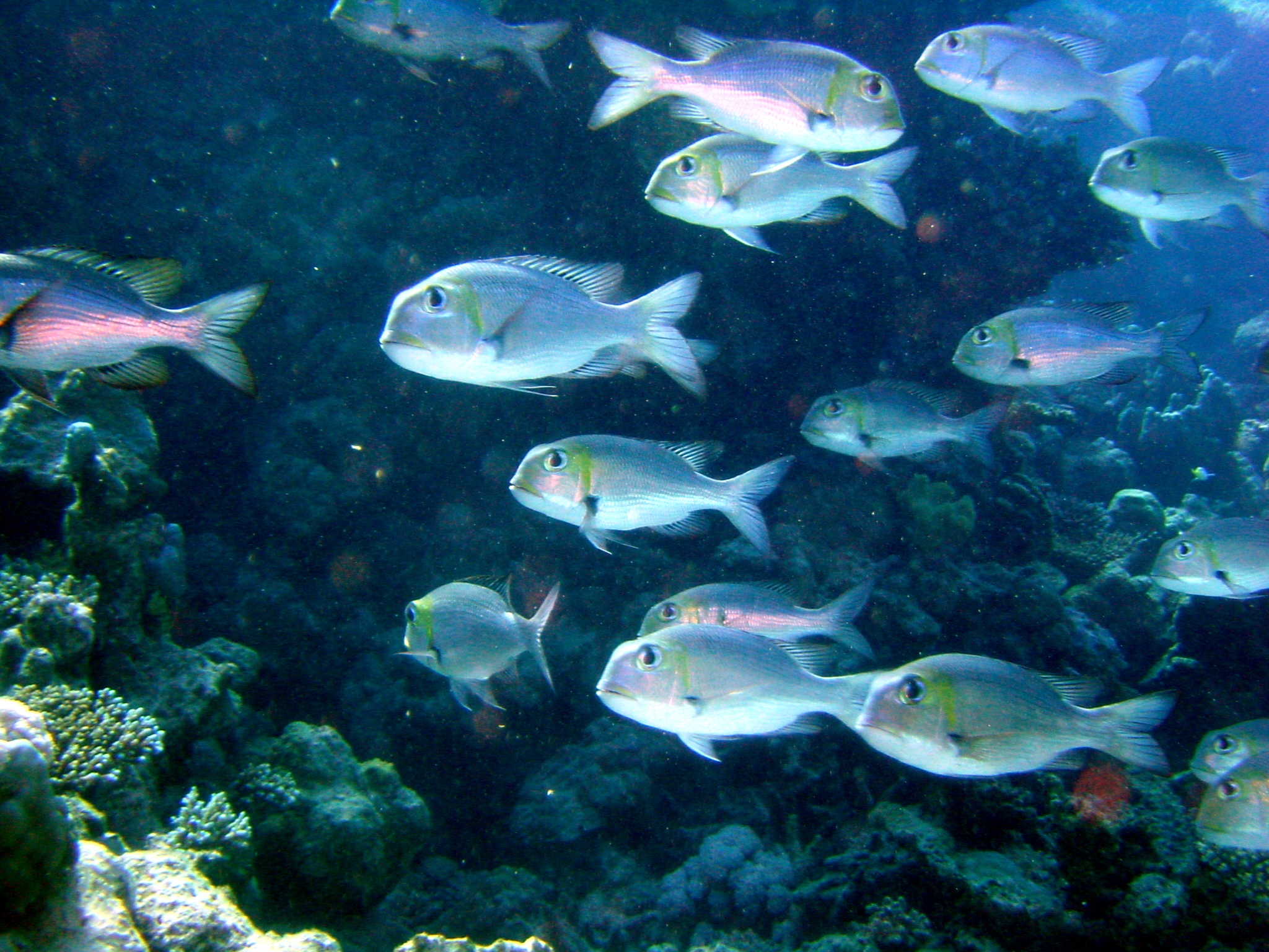 Klicken f�r Bild in voller Aufl�sung