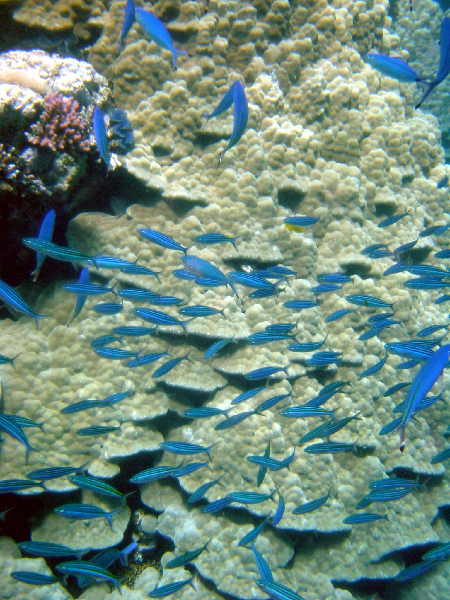 Klicken f�r Bild in voller Aufl�sung