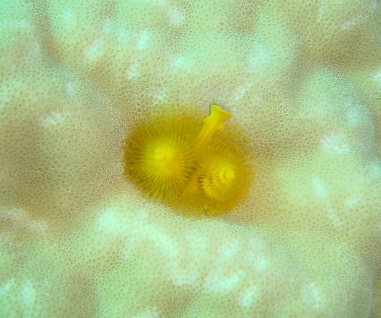 Klicken f�r Bild in voller Aufl�sung