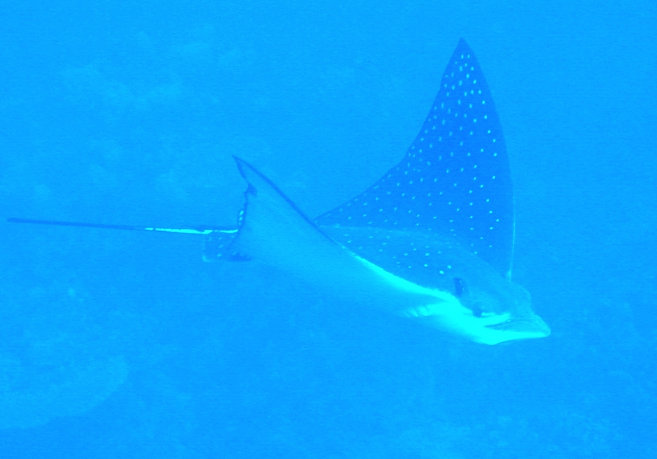 Klicken f�r Bild in voller Aufl�sung