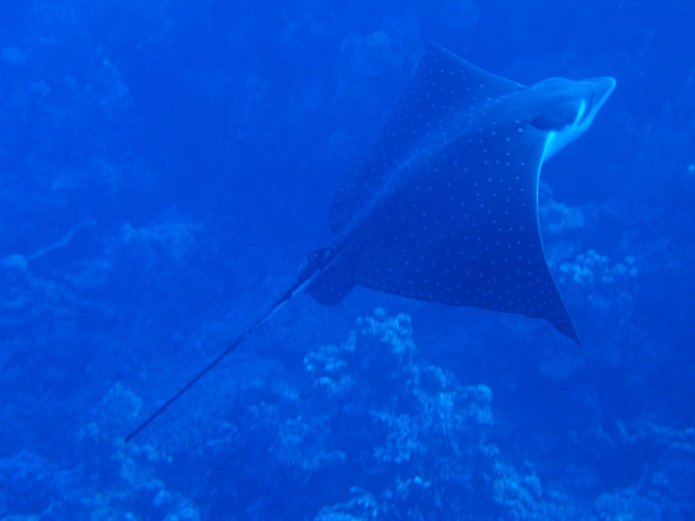 Klicken f�r Bild in voller Aufl�sung