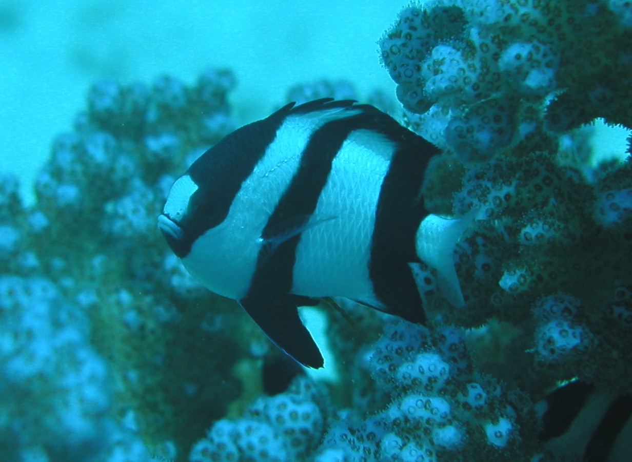 Klicken f�r Bild in voller Aufl�sung