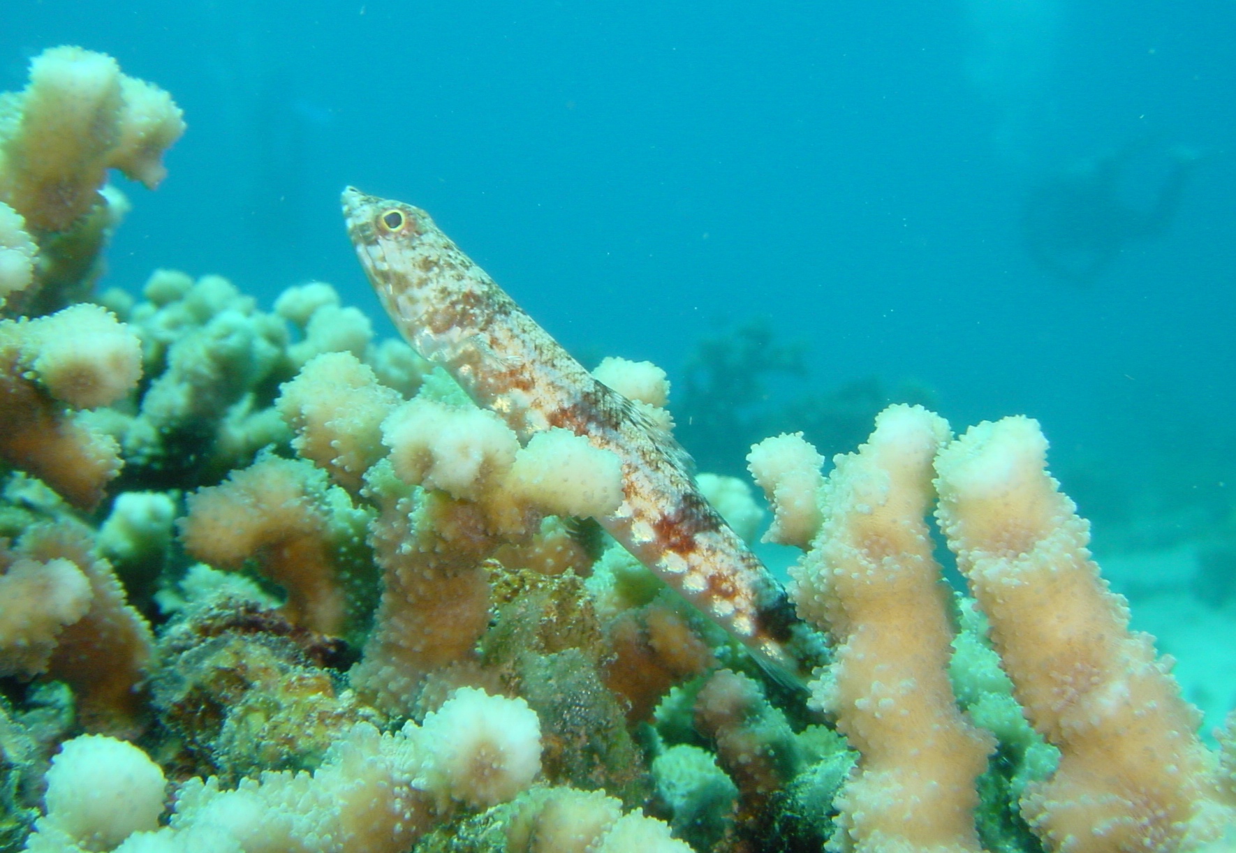 Klicken f�r Bild in voller Aufl�sung