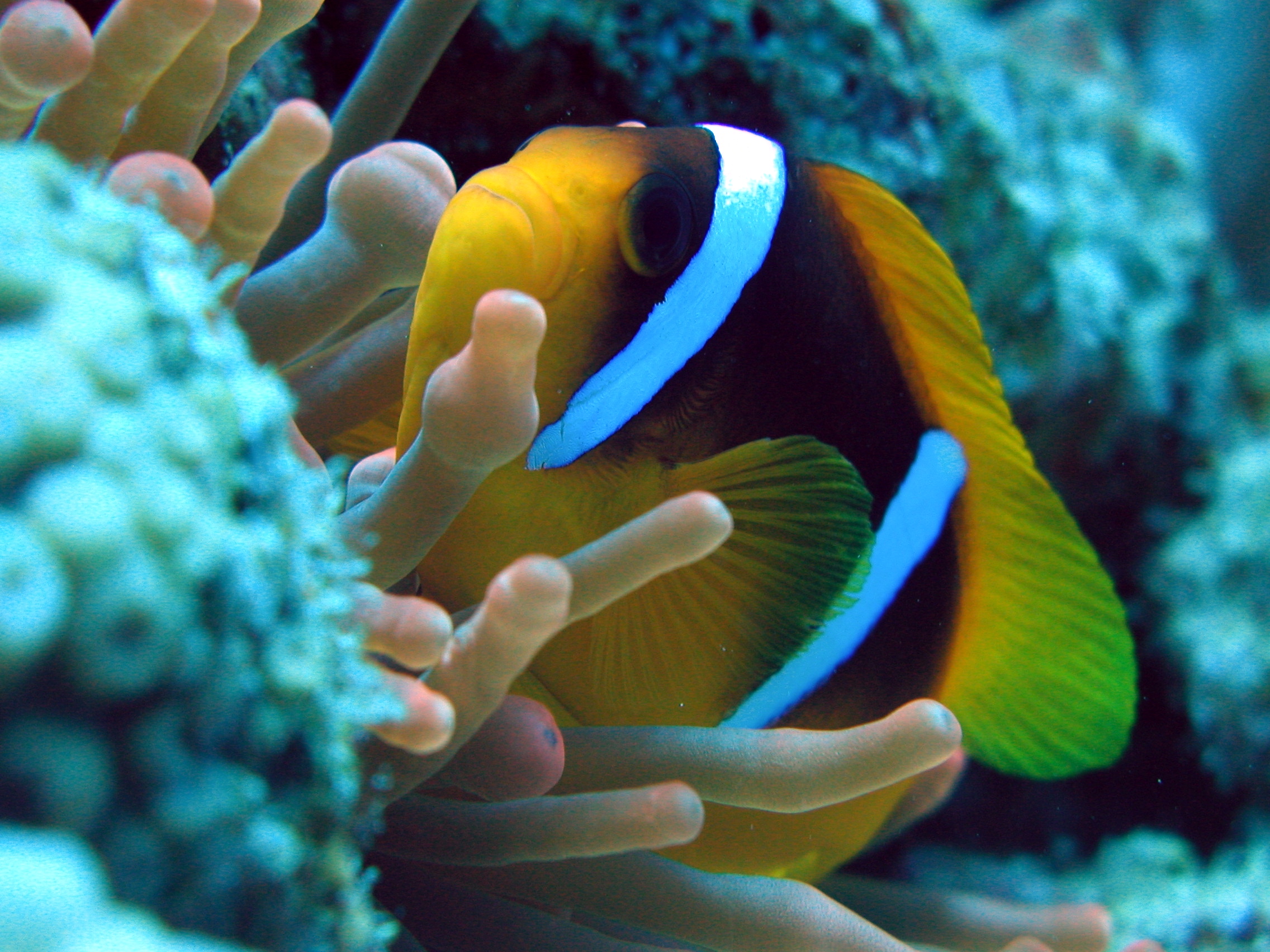 Klicken f�r Bild in voller Aufl�sung