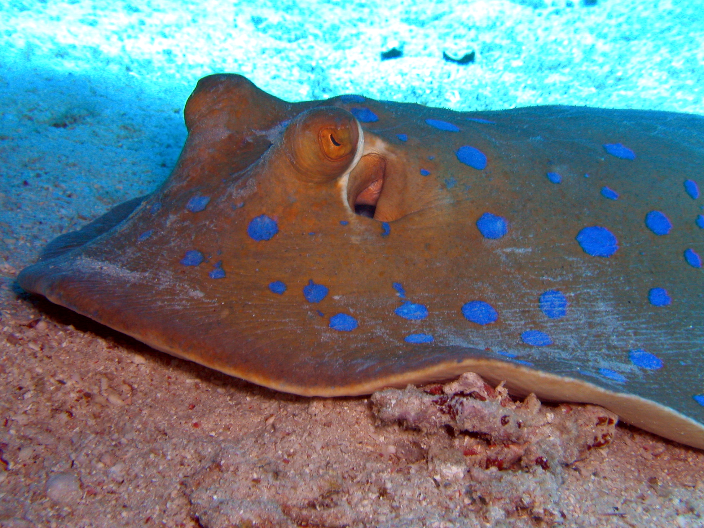 Klicken f�r Bild in voller Aufl�sung