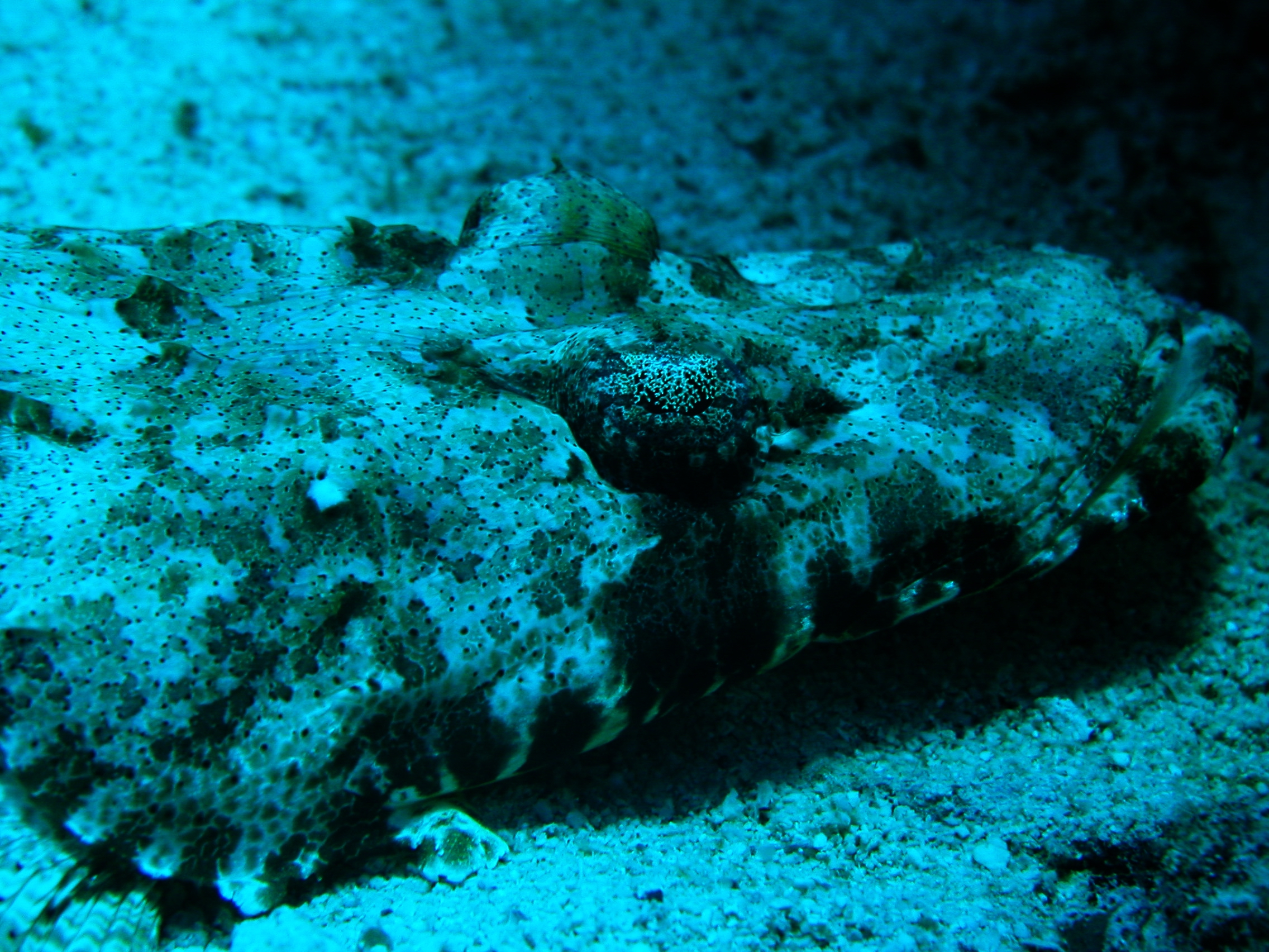 Klicken f�r Bild in voller Aufl�sung