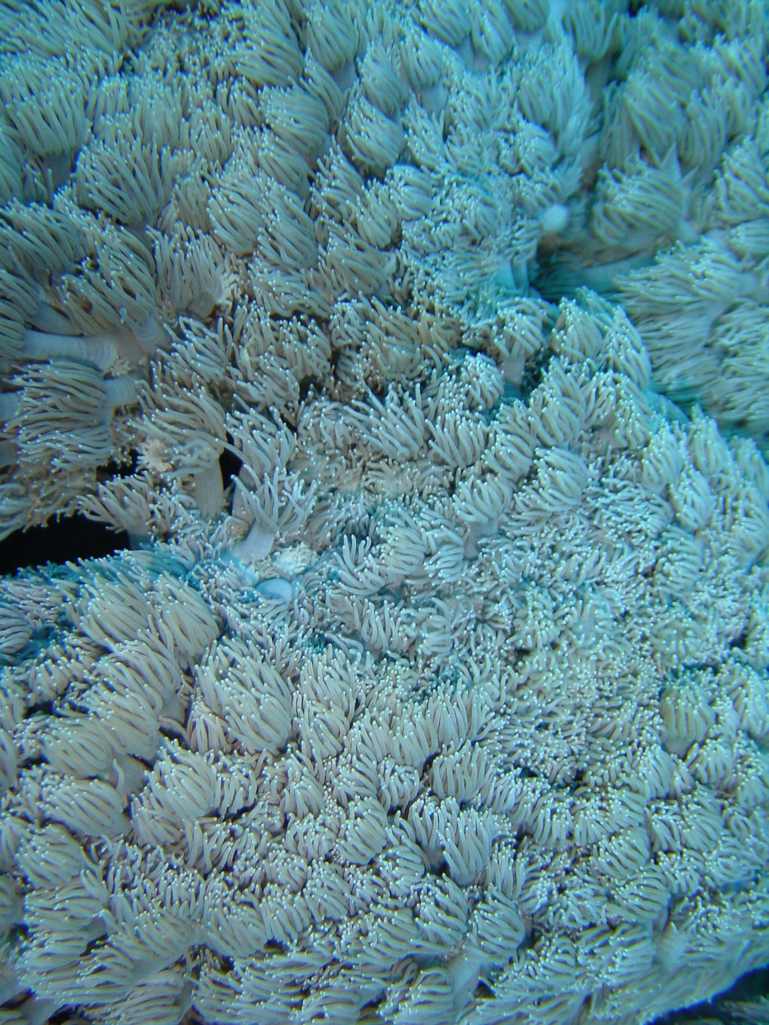 Klicken f�r Bild in voller Aufl�sung