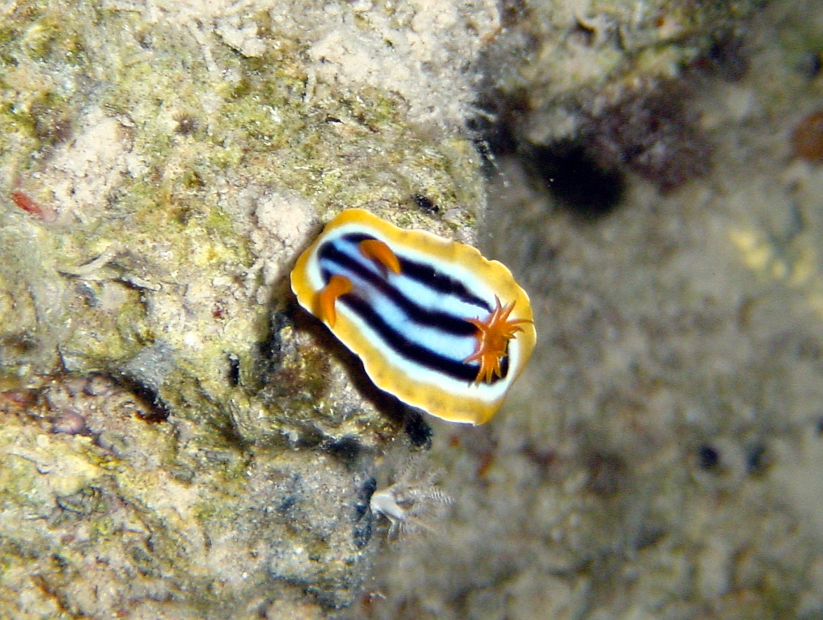 Klicken f�r Bild in voller Aufl�sung