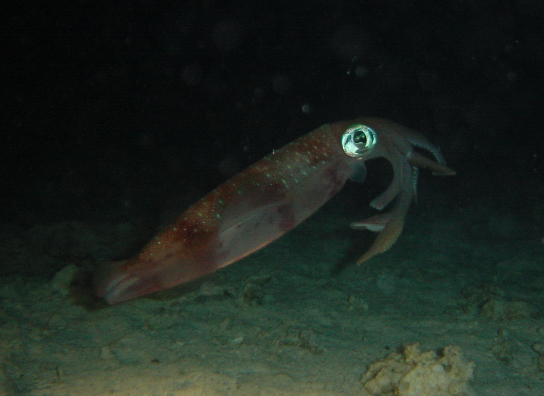 Klicken f�r Bild in voller Aufl�sung