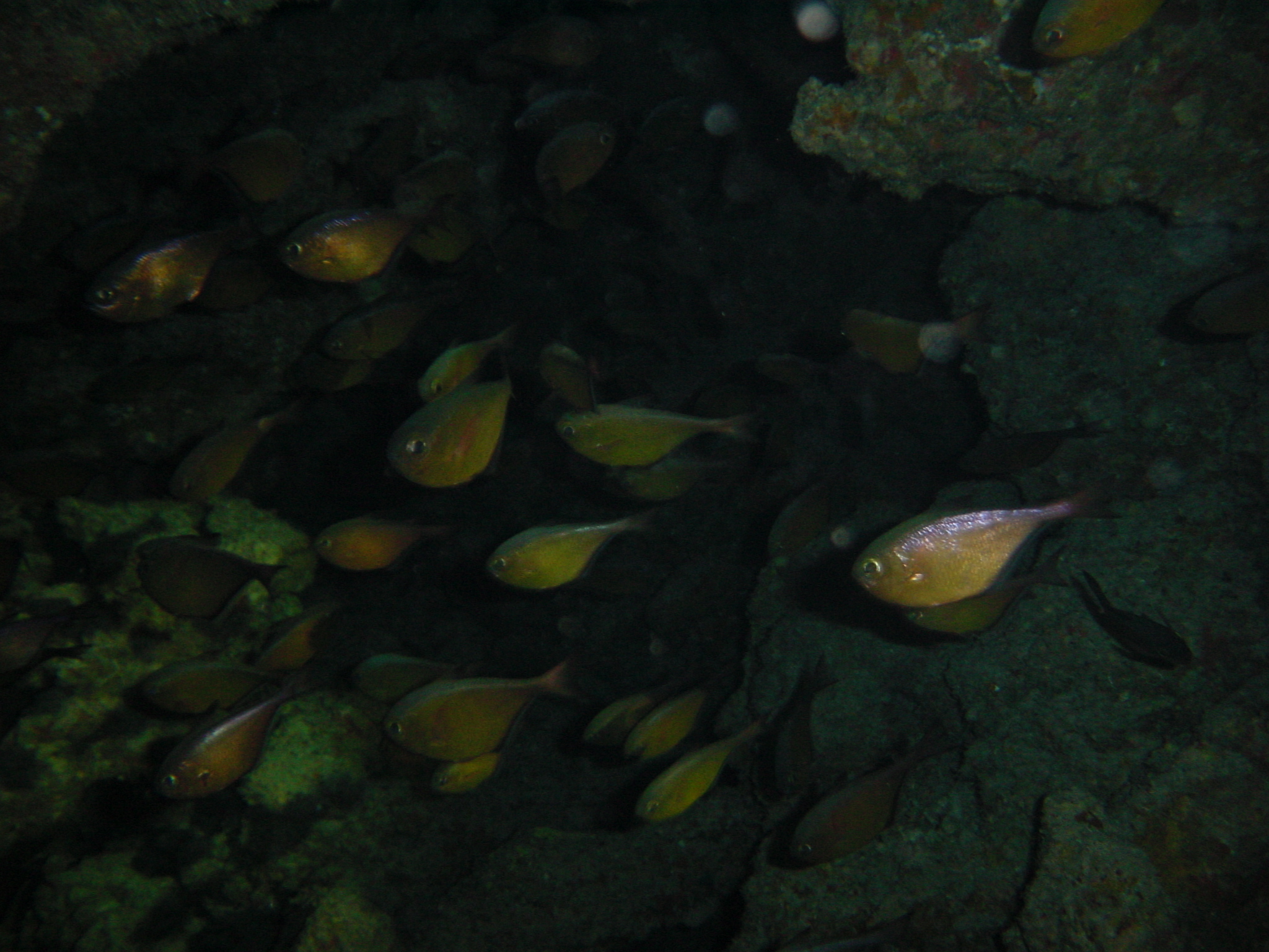 Klicken f�r Bild in voller Aufl�sung