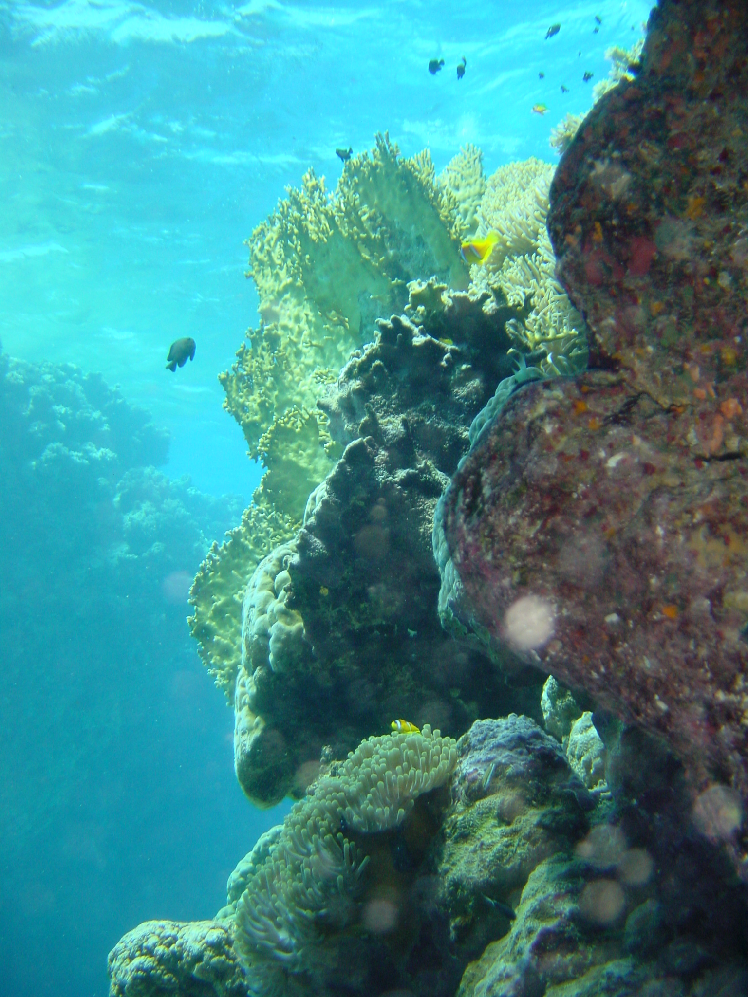 Klicken f�r Bild in voller Aufl�sung