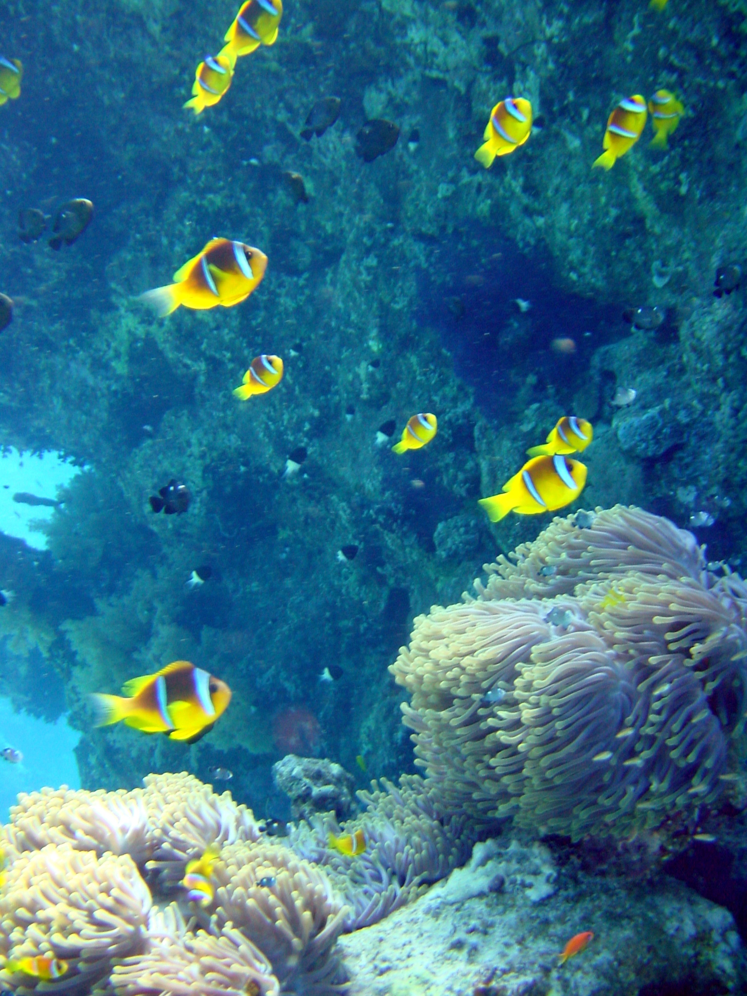 Klicken f�r Bild in voller Aufl�sung