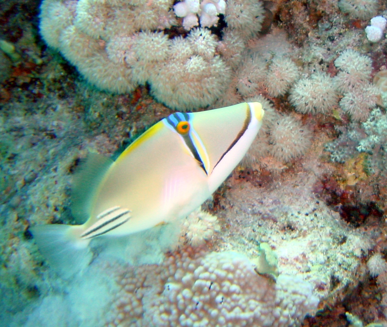 Klicken f�r Bild in voller Aufl�sung