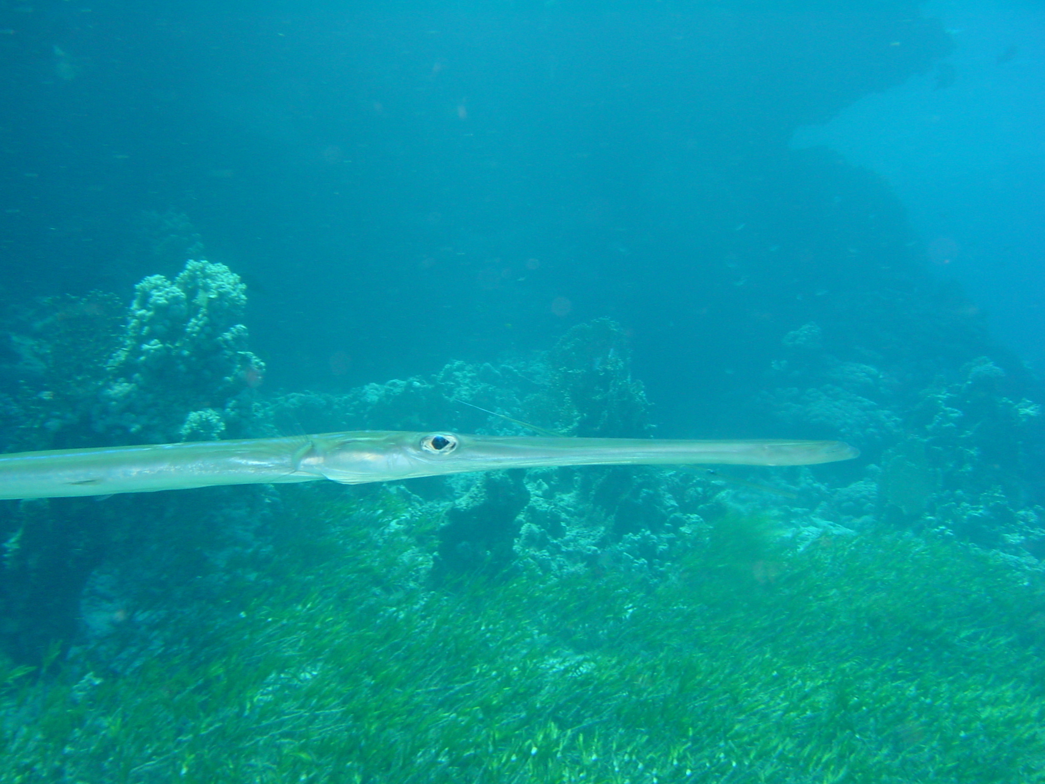 Klicken f�r Bild in voller Aufl�sung