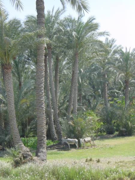 Klicken f�r Bild in voller Aufl�sung