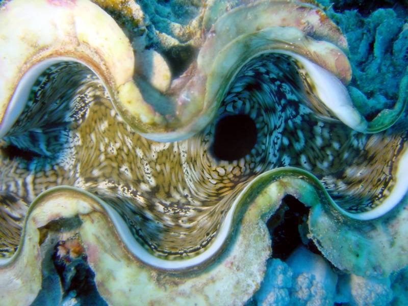 Klicken f�r Bild in voller Aufl�sung