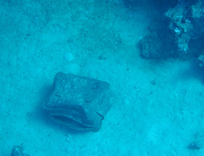 Klicken f�r Bild in voller Aufl�sung