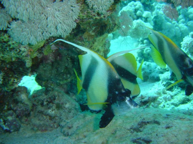 Klicken f�r Bild in voller Aufl�sung