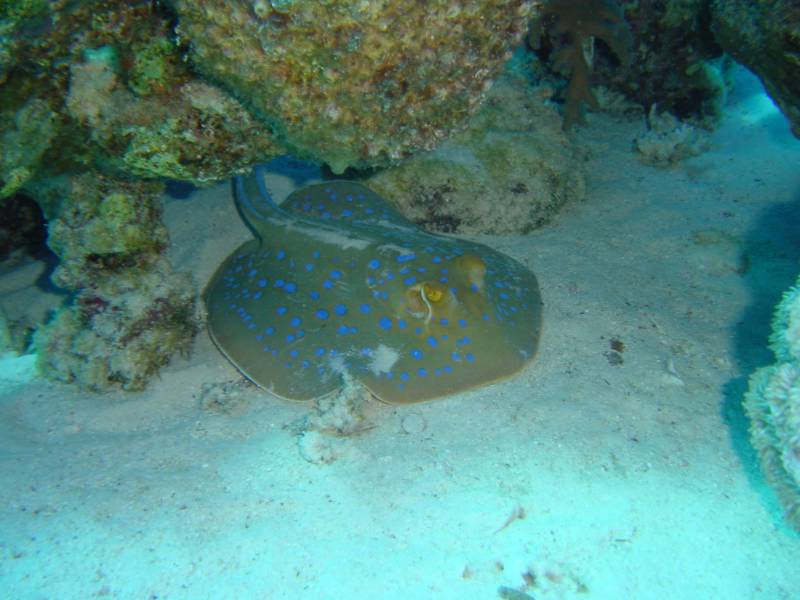 Klicken f�r Bild in voller Aufl�sung