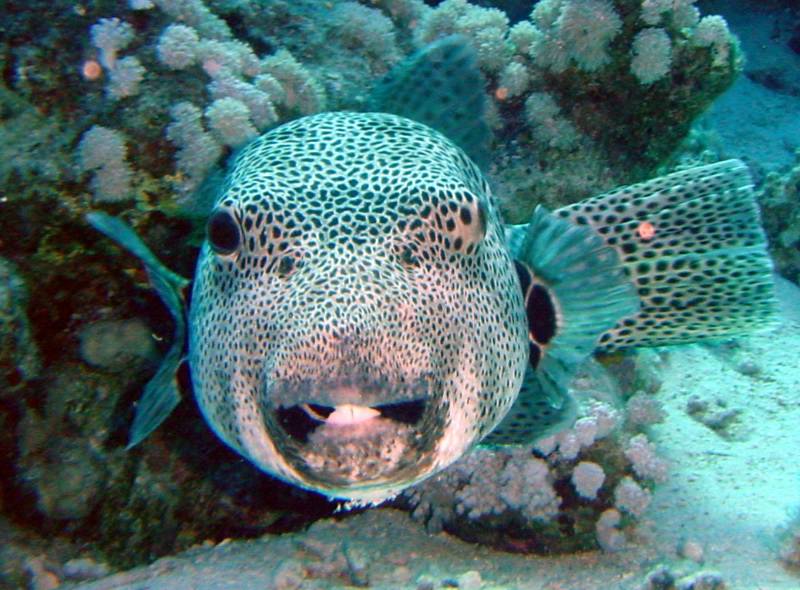 Klicken f�r Bild in voller Aufl�sung