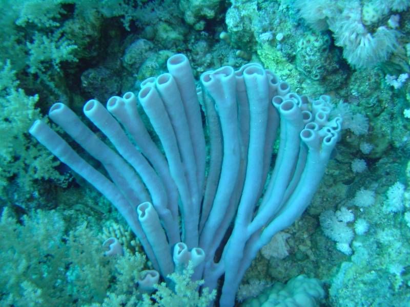 Klicken f�r Bild in voller Aufl�sung