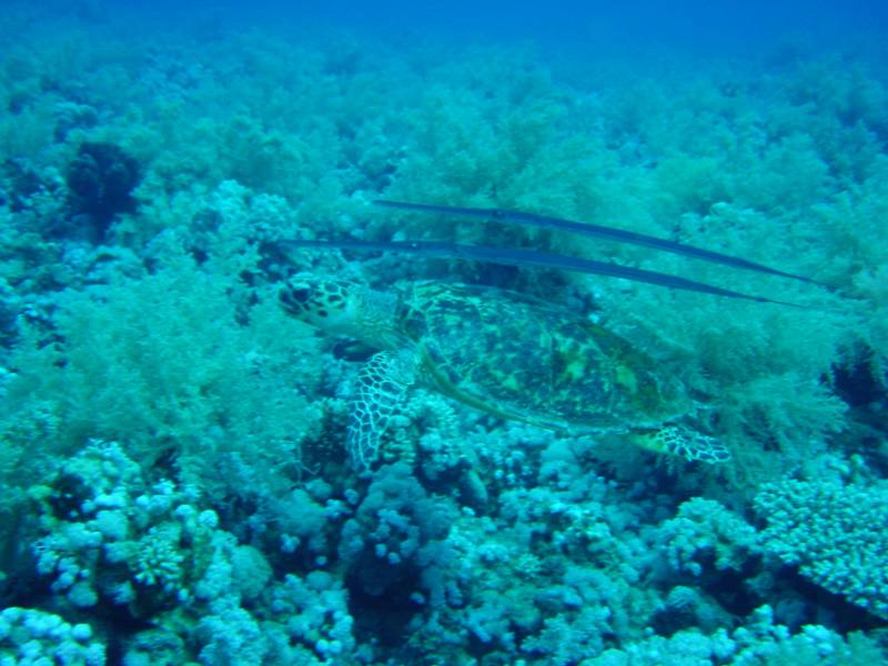 Klicken f�r Bild in voller Aufl�sung