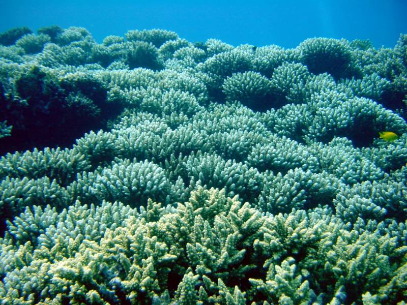 Klicken f�r Bild in voller Aufl�sung