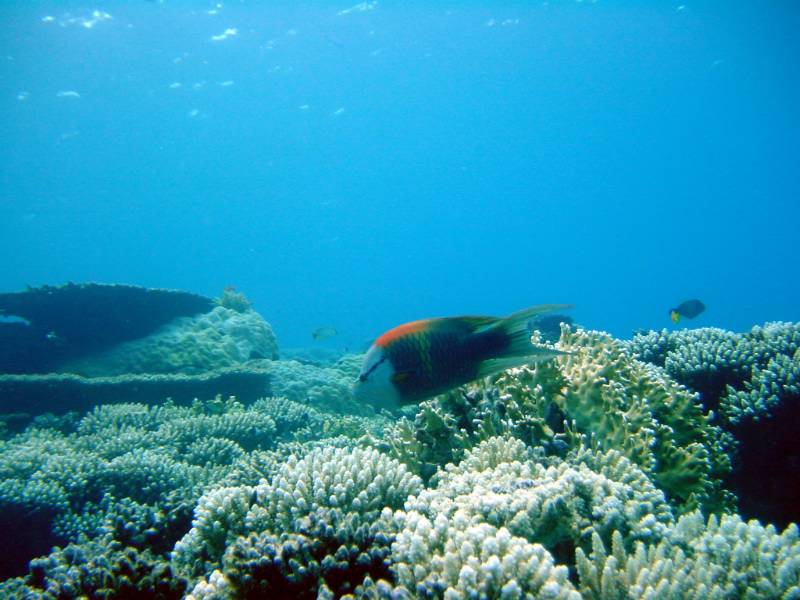 Klicken f�r Bild in voller Aufl�sung