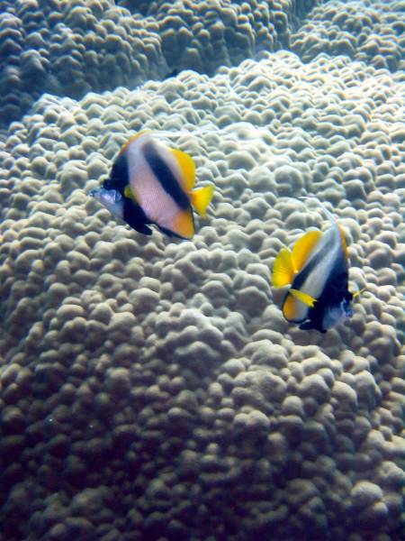 Klicken f�r Bild in voller Aufl�sung