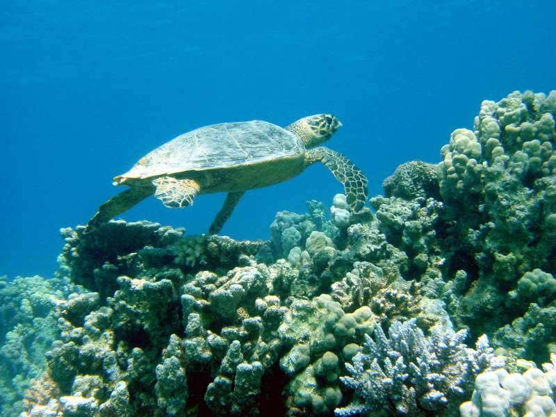 Klicken f�r Bild in voller Aufl�sung