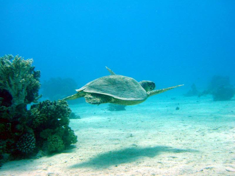 Klicken f�r Bild in voller Aufl�sung