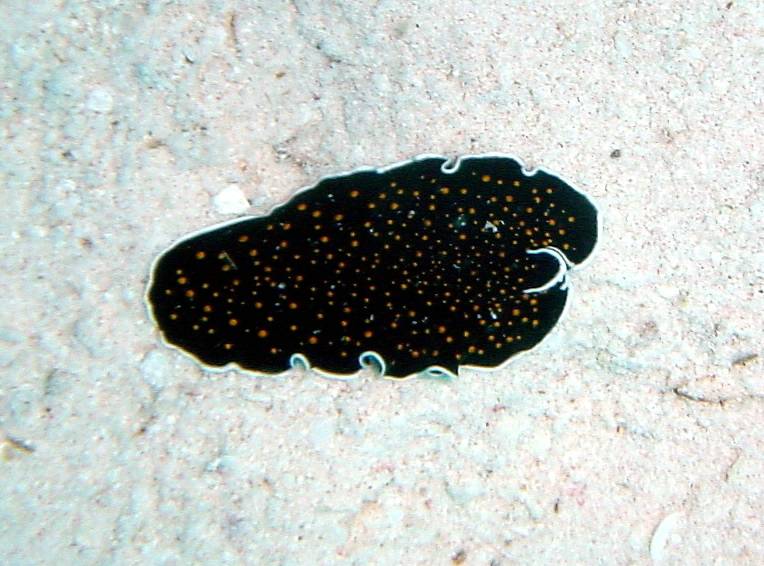 Klicken f�r Bild in voller Aufl�sung