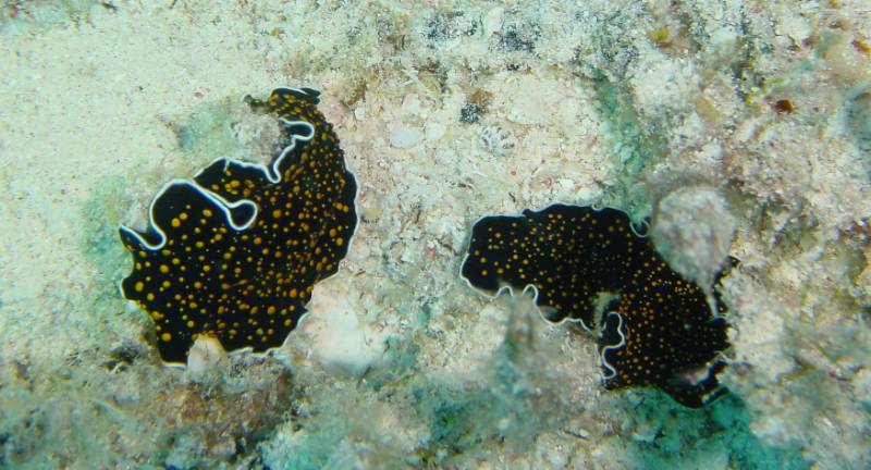 Klicken f�r Bild in voller Aufl�sung