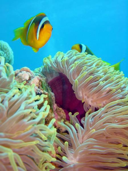 Klicken f�r Bild in voller Aufl�sung