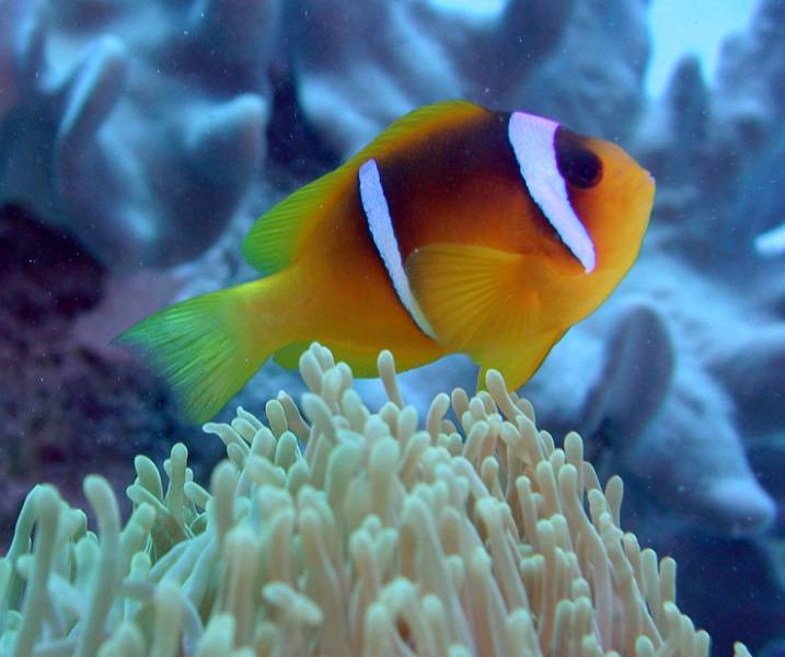 Klicken f�r Bild in voller Aufl�sung