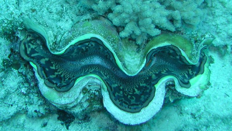 Klicken f�r Bild in voller Aufl�sung