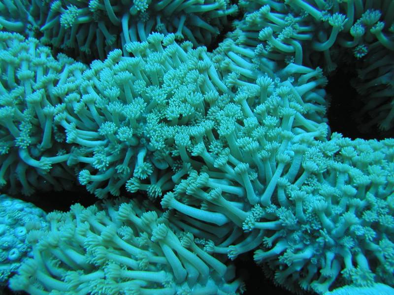 Klicken f�r Bild in voller Aufl�sung