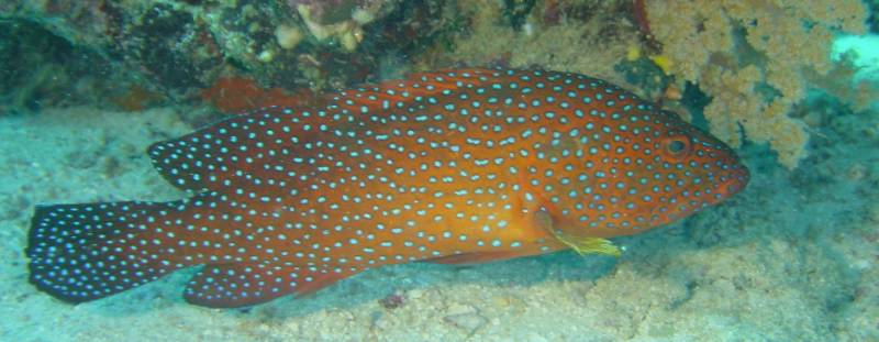 Klicken f�r Bild in voller Aufl�sung