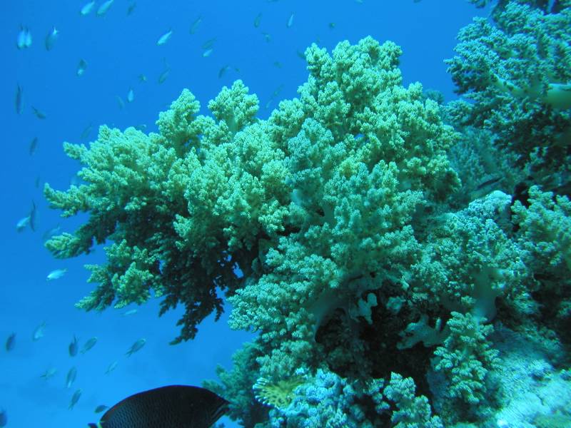 Klicken f�r Bild in voller Aufl�sung