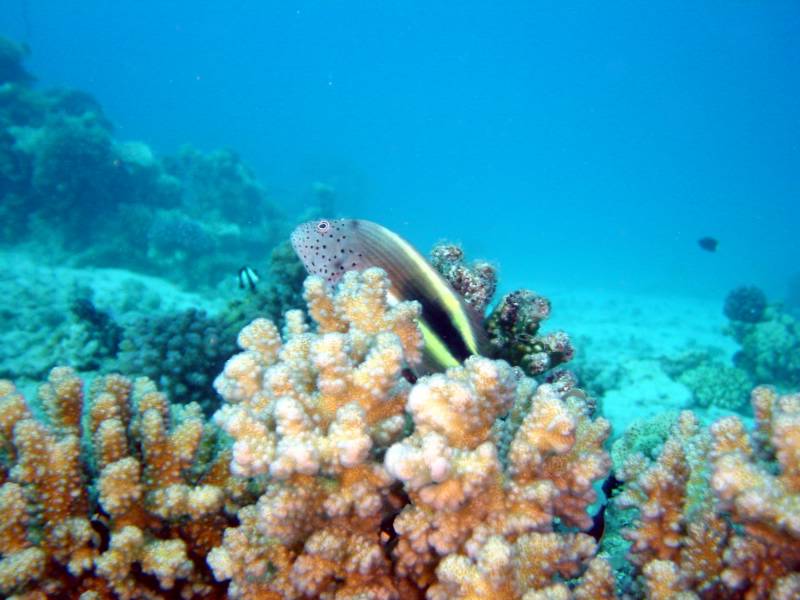 Klicken f�r Bild in voller Aufl�sung